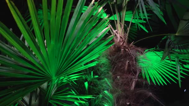 Seara Palmierii Sunt Iluminați Felinare Care Decorează Peisajul — Videoclip de stoc