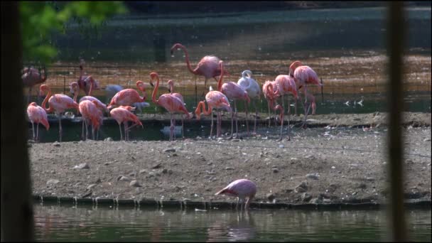 Ein Schwarm Rosa Flamingos Der Nähe Des Wassers Zoo — Stockvideo