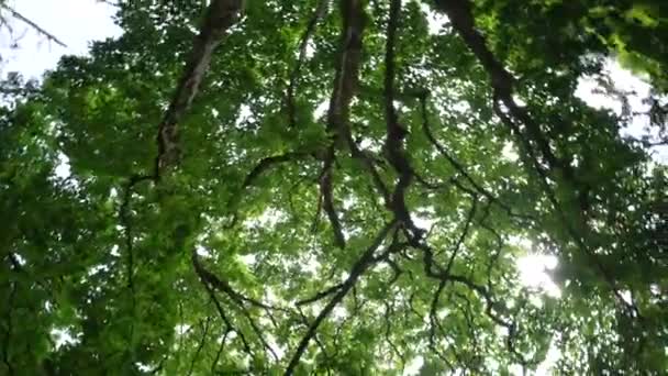 空に向かって大きな緑色の冠を持つ木 — ストック動画