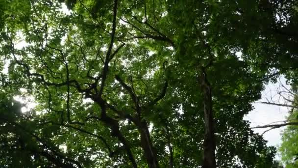 Ein Baum Mit Einer Großen Grünen Krone Gegen Den Himmel — Stockvideo