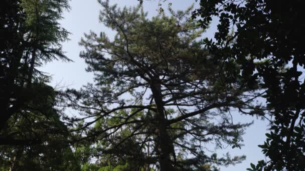 头顶着绿色的大树冠的树 — 图库视频影像