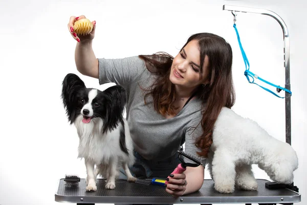 Young Professional Groomer Pets She Posing Instrument Papillon Bichon Dog — ストック写真