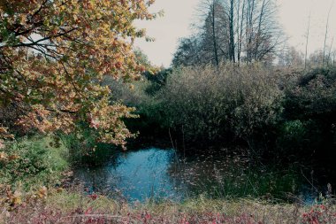Sonbahar ağaçlarının arka planında bir orman gölü manzarası.