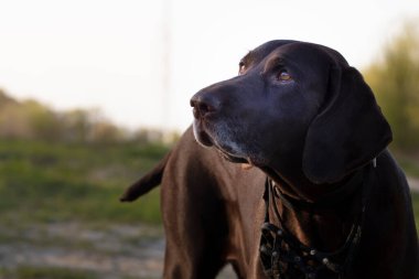 Köpek Almancası kısa menzilli, yakın plan..