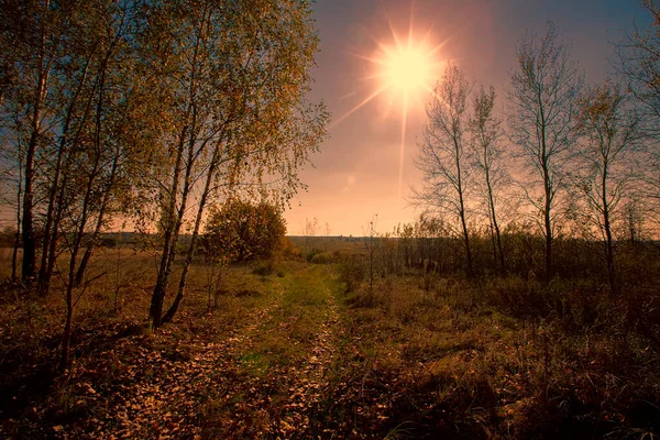 Setting Sun Background Road Trees — Stock Photo, Image
