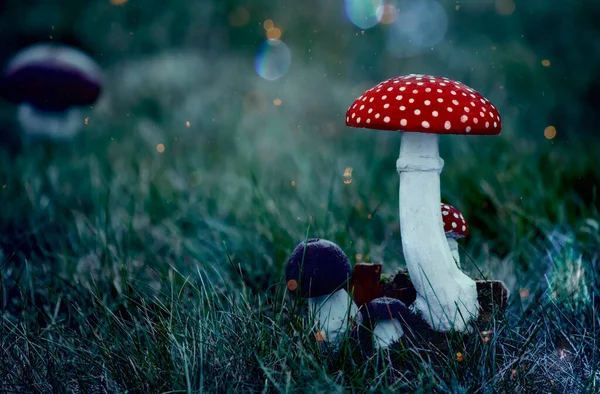Fliegenpilze Sind Fabelhaft Pilze Wachsen Einem Sagenhaften Dunklen Mystischen Wald — Stockfoto