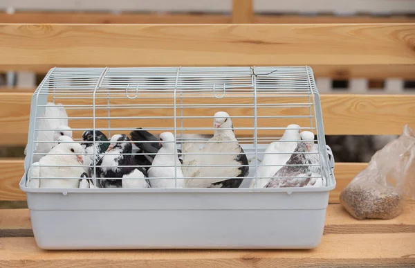 Post domestic pigeons sit in a cage.