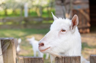 Goat on a rural farm close-up. A funny interested white goat without a horn peeks out from behind a wooden fence. The concept of farming and animal husbandry. Agriculture and dairy production.
