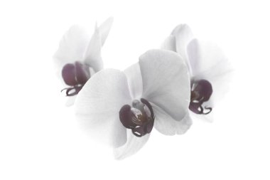 açık pembe orkide çiçekleri beyaz arkaplanda izole.