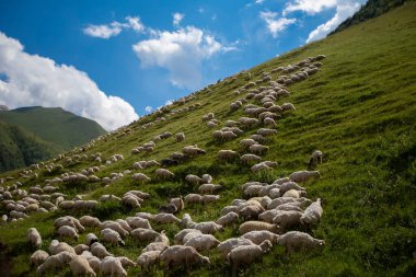 Herds of sheep graze on the slopes of the mountains against the blue sky.