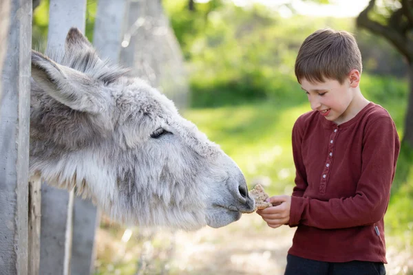 The boy feeds the donkey with bread. Child on the farm.