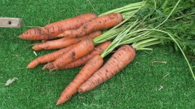 Carrots collected from the garden lie on the green grass. plantation work. Autumn harvest and healthy organic food concept closeup.