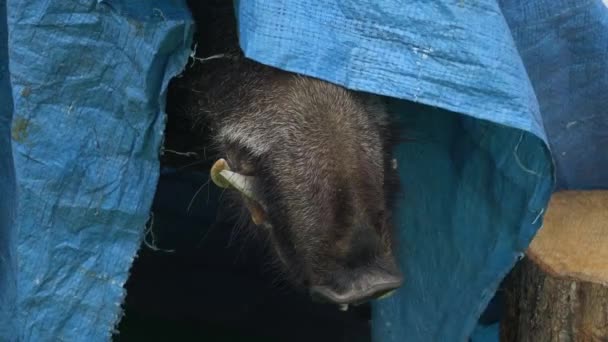 Hairy Muzzle Wild Boar Fangs — Stok video