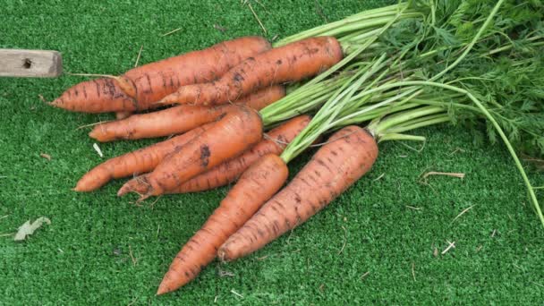 Carrots Collected Garden Lie Green Grass Plantation Work Autumn Harvest — Stockvideo