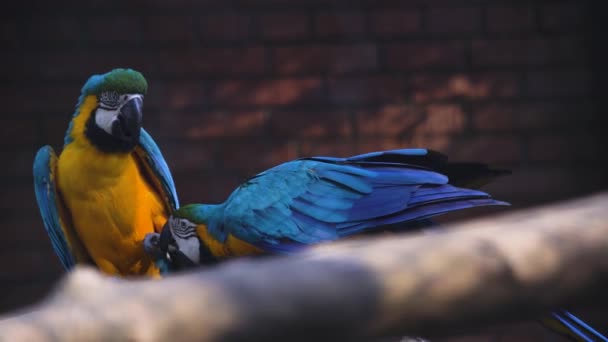 Попугай Какаду Ветке Какаду Сидят Своей Большой Клетке Красивый Попугай — стоковое видео