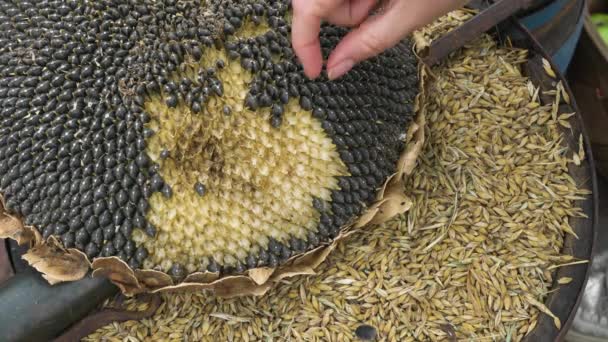 Mature Sunflower Seeds Harvested Hand — Stock Video