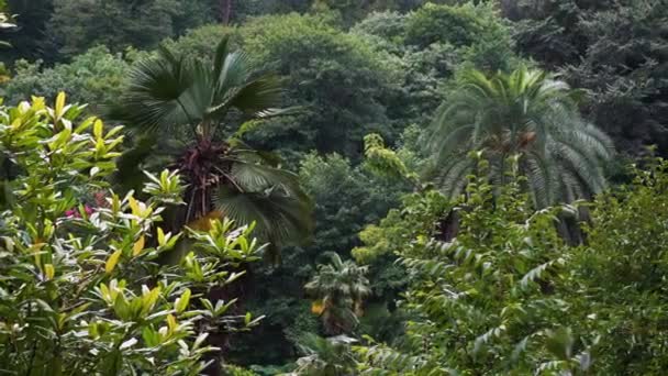 Тропический Лес Горах Возле Чакви Грузия Ботанический Сад — стоковое видео
