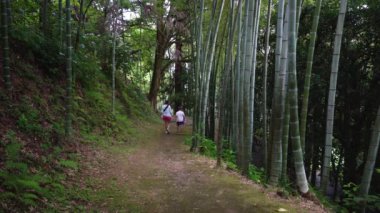 Bamboo alley in the botanical garden.