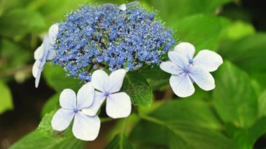 Flowers growing in the tropical forest.