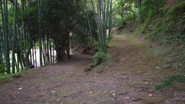 Бамбукова Алея Ботанічному Саду — стокове відео