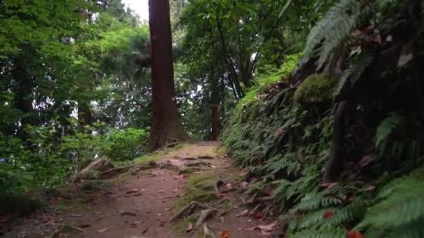 Small Dirt Road Passing Trees Garden Exotic Plants Tourist Walk — Wideo stockowe