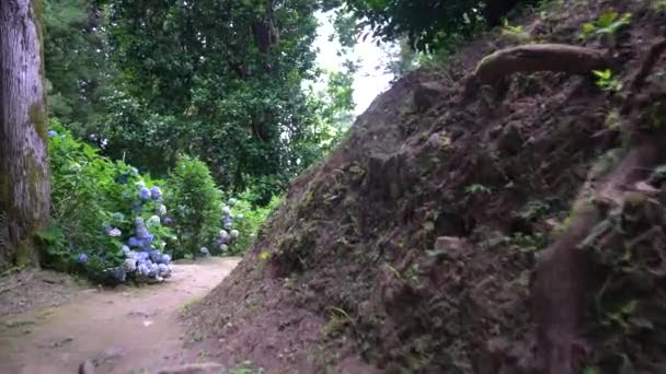 Small Dirt Road Passing Trees Garden Exotic Plants Tourist Walk — Stockvideo