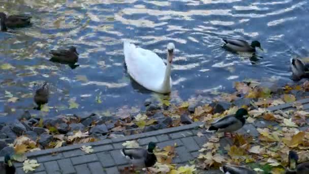 白い白鳥は灰色のアヒルに囲まれた水の中で泳ぐ — ストック動画