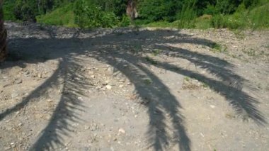 The shadow from the palm branches is reflected on the ground.