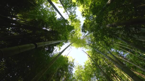 Bambusz Erdő Reggeli Napfény — Stock videók