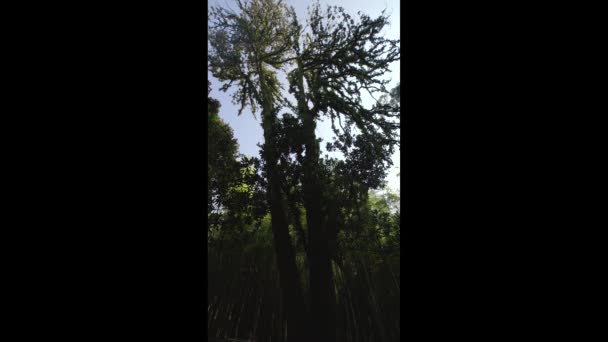Велике Дерево Бамбуковому Гаю — стокове відео