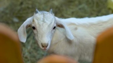 The little goat looks into the lens.