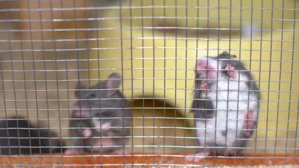 鉄の檻の中にネズミが座ってる — ストック動画