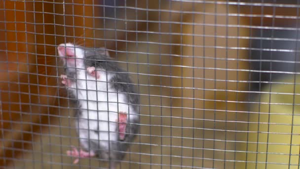 実験用のマウスはケージに座っている — ストック動画