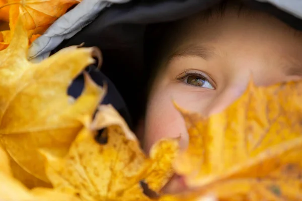 Autumn portrait of a child in autumn yellow leaves, a small child in a hood. The child\'s face is covered with autumn leaves.