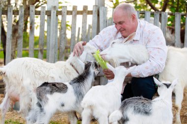 Farmer with goats. An elderly man is engaged in animal husbandry, works on a farm, feeds livestock.