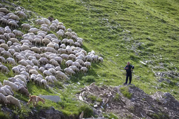 Juhnyájak Legelnek Hegyek Lejtőin Pásztor Figyeli Őket — Stock Fotó