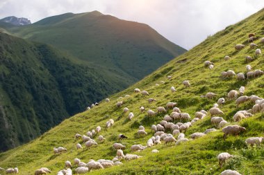 Koyun sürüleri dağların yamaçlarında otlar..