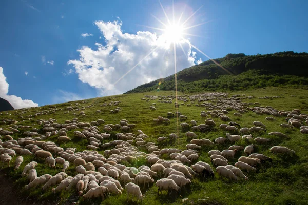 Stock image Herds of sheep graze on the slopes of the mountains against the background of the blue sky and the rays of the sun.