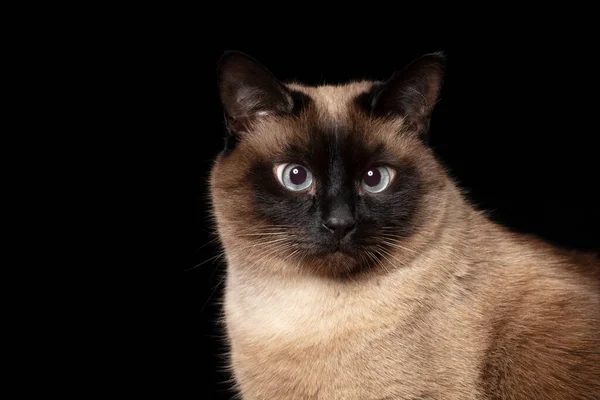 Piękny Tajski Kot Syjamski Czarnym Tle — Zdjęcie stockowe