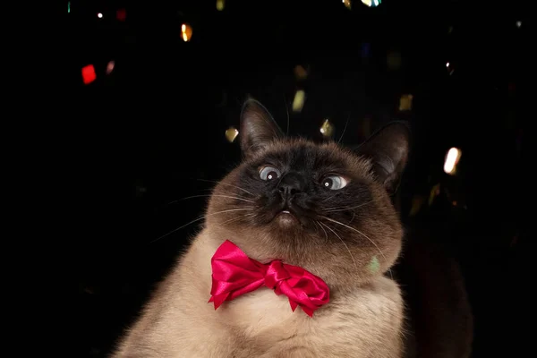 Gato Siamés Festivo Con Glamuroso Lazo Rosa Mira Confeti Volador —  Fotos de Stock
