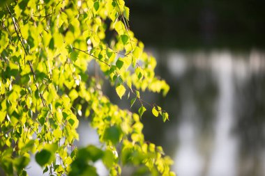 Ağaçların dalları ve yaprakları güneş tarafından aydınlatılır. Yeşil arkaplan.