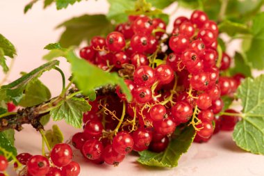 Kırmızı üzümlü üzümlü üzümler. Frenk üzümü kümeleri.