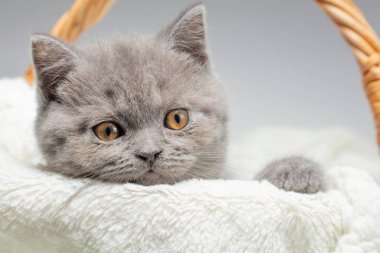 Şirin bir İngiliz kedi yavrusunun ağızlığı..