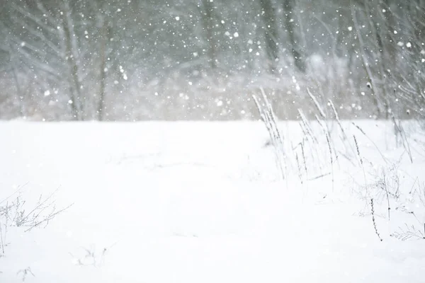 Размытый Зимний Фон Снегом Ветвями Деревьев — стоковое фото