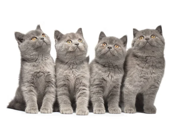 一群四个小蓝色英国猫咪 年龄两个月 背景为白色 有一双聪明的眼睛和美丽的嘴 — 图库照片