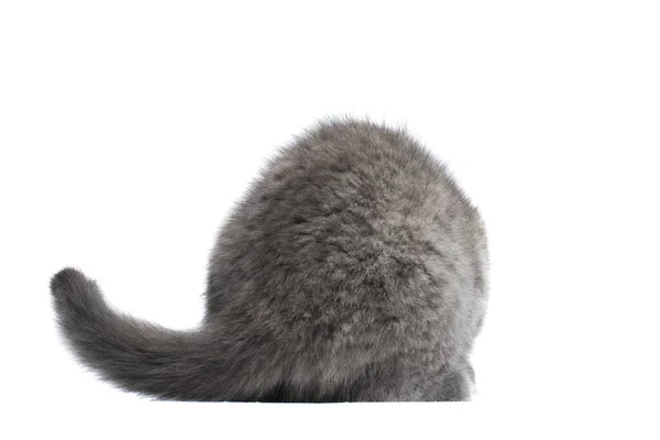 绒毛灰猫尾巴 猫回头看 白色背景下孤立的猫尾巴 — 图库照片