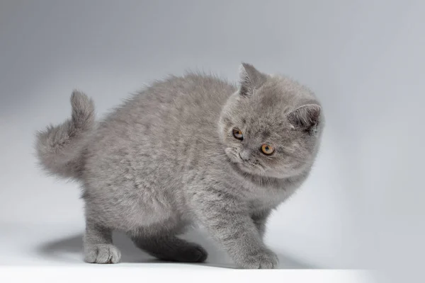 美丽的蓝色英国山猫 背景浅灰色 姿势活泼 长相聪明 这只猫在玩笑话 — 图库照片