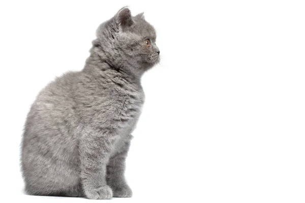Kotek Siedzi Patrzy Górę Górę Pustej Przestrzeni Izolowany Białym Tle — Zdjęcie stockowe