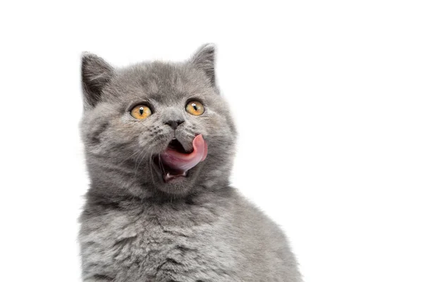 舌を持つ面白い英国の子猫の肖像画 白い背景においしい フロントビュー 猫の顔がおかしい唇を舐める — ストック写真