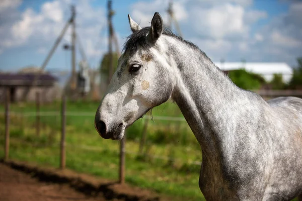 Ένα Νεαρό Γκρι Άλογο Στο Paddock Άλογο Πίσω Από Φράχτη — Φωτογραφία Αρχείου